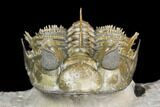 Tower Eyed Erbenochile Trilobite - Stunning! #125141-6